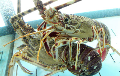 langosta-hummer-lobster Santanyi